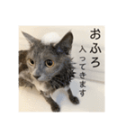 vivipopoすたんぷ（個別スタンプ：21）