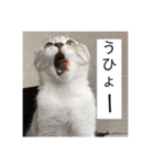 vivipopoすたんぷ（個別スタンプ：30）
