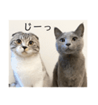 vivipopoすたんぷ（個別スタンプ：31）