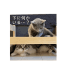 vivipopoすたんぷ（個別スタンプ：32）
