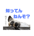 すんたらすたんぷ(叫び)（個別スタンプ：16）