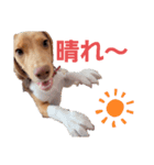 ビーグル犬のベックマン③（個別スタンプ：1）