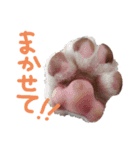 ビーグル犬のベックマン③（個別スタンプ：3）