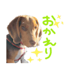 ビーグル犬のベックマン③（個別スタンプ：4）