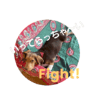 ビーグル犬のベックマン③（個別スタンプ：6）