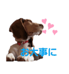 ビーグル犬のベックマン③（個別スタンプ：7）