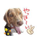 ビーグル犬のベックマン③（個別スタンプ：8）