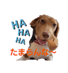 ビーグル犬のベックマン③（個別スタンプ：9）