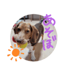 ビーグル犬のベックマン③（個別スタンプ：10）