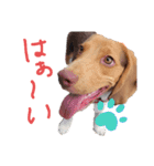 ビーグル犬のベックマン③（個別スタンプ：11）
