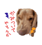 ビーグル犬のベックマン③（個別スタンプ：13）