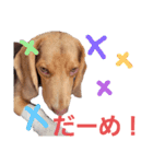 ビーグル犬のベックマン③（個別スタンプ：14）