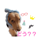 ビーグル犬のベックマン③（個別スタンプ：15）