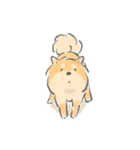 感情表現ゆたかな柴犬（個別スタンプ：1）