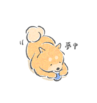 感情表現ゆたかな柴犬（個別スタンプ：13）
