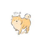 感情表現ゆたかな柴犬（個別スタンプ：39）