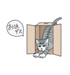 トラネコのうーサマ（個別スタンプ：1）