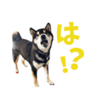 コテギー1（個別スタンプ：6）