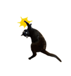 コテギー1（個別スタンプ：7）