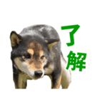 コテギー1（個別スタンプ：8）