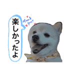 こまめ＆アレックスのスタンプ（個別スタンプ：4）