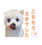 こまめ＆アレックスのスタンプ（個別スタンプ：6）