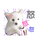 こまめ＆アレックスのスタンプ（個別スタンプ：7）