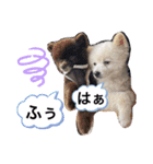こまめ＆アレックスのスタンプ（個別スタンプ：8）