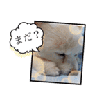 こまめ＆アレックスのスタンプ（個別スタンプ：11）