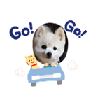 こまめ＆アレックスのスタンプ（個別スタンプ：12）