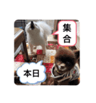 こまめ＆アレックスのスタンプ（個別スタンプ：14）