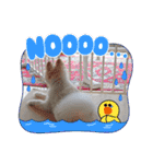 こまめ＆アレックスのスタンプ（個別スタンプ：16）