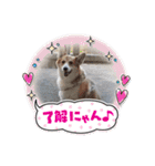 こまめ＆アレックスのスタンプ（個別スタンプ：30）