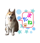 こまめ＆アレックスのスタンプ（個別スタンプ：32）