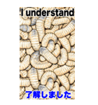 爆笑ミミズ問題   英語＆日本語 Bigスタンプ（個別スタンプ：7）