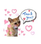 猫さんLove2（個別スタンプ：1）