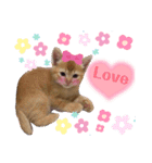 猫さんLove2（個別スタンプ：3）