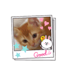 猫さんLove2（個別スタンプ：6）