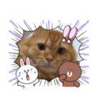 猫さんLove2（個別スタンプ：12）