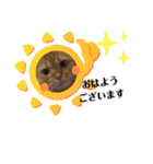 猫さんLove2（個別スタンプ：13）