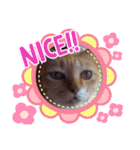 猫さんLove2（個別スタンプ：17）