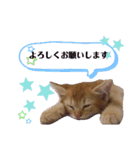 猫さんLove2（個別スタンプ：23）