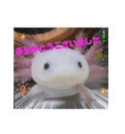 ウーパーもちこと一緒 4（個別スタンプ：7）