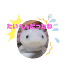 ウーパーもちこと一緒 4（個別スタンプ：10）