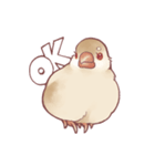 まろ眉ちゅんた（個別スタンプ：1）