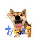 柴犬のスタンプ（こすけ）（個別スタンプ：1）