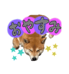 柴犬のスタンプ（こすけ）（個別スタンプ：2）