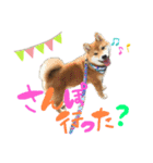 柴犬のスタンプ（こすけ）（個別スタンプ：3）