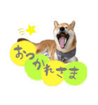 柴犬のスタンプ（こすけ）（個別スタンプ：4）