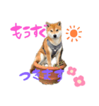 柴犬のスタンプ（こすけ）（個別スタンプ：8）
